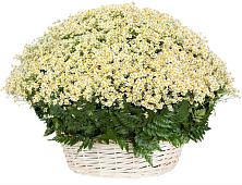Цветочная композиция из Ромашки в корзине #REPLACE_PRED# Высоком